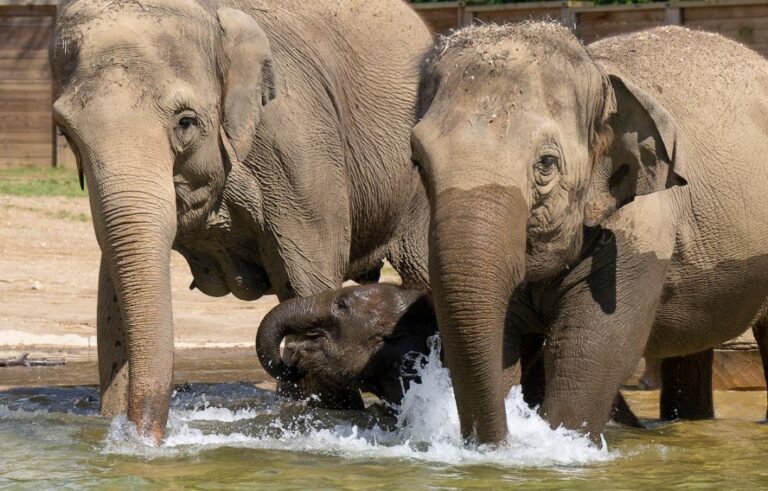 Namibia:Cull more than 700 wild animals 8 Screenshot 2024 10 13 23 20 40 19 40deb401b9ffe8e1df2f1cc5ba480b122